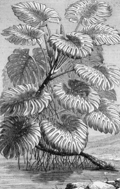 Monstera deliciosa Ceriman, Windowleaf Monstera deliciosa Ceriman, Windowleaf